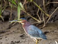 Grünreiher im Uferbereich